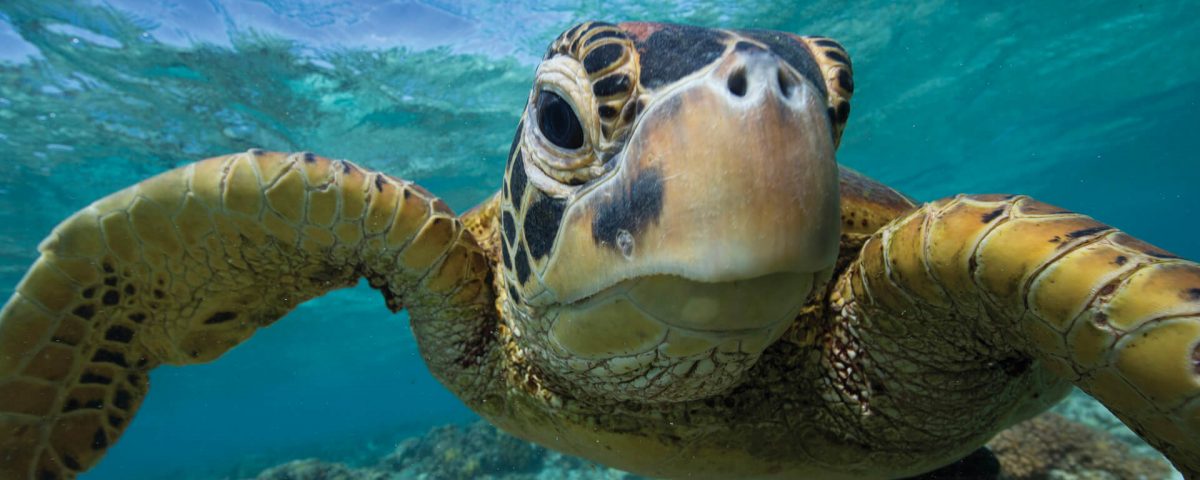 zwemmen met een zeeschildpad, Queensland